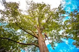 Trusted Riner, VA Tree Services Experts