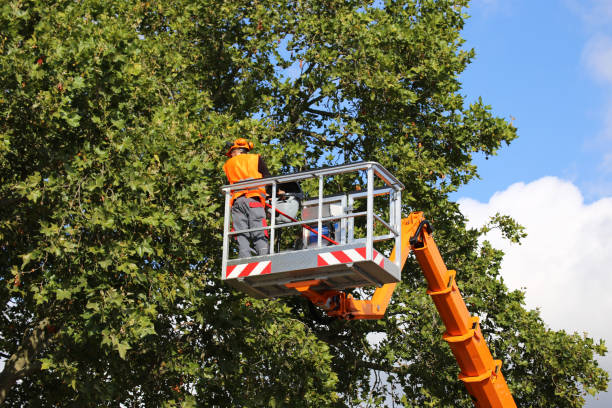 Best Tree Risk Assessment  in Riner, VA