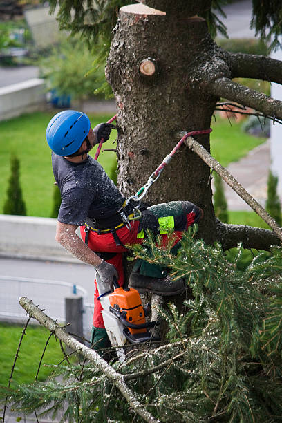 Best Stump Grinding and Removal  in Riner, VA