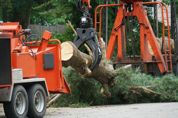 Trusted Riner, VA Tree Services Experts