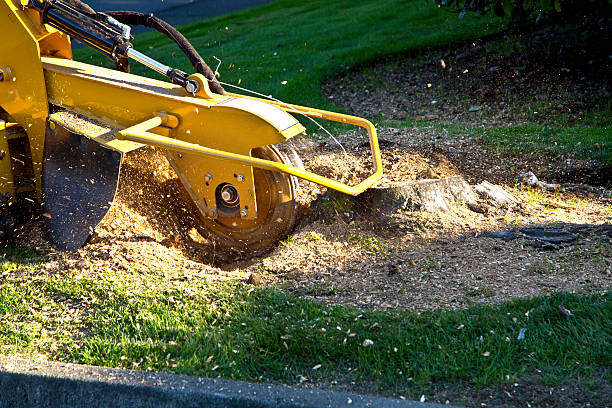  Riner, VA Tree Services Pros