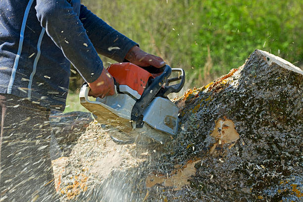 Best Root Management and Removal  in Riner, VA