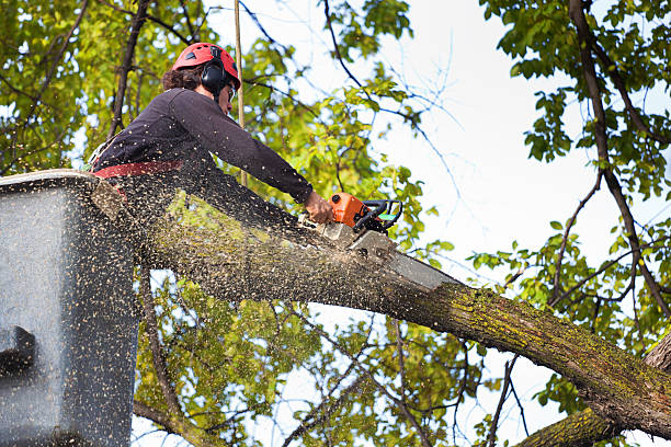 Best Seasonal Cleanup (Spring/Fall)  in Riner, VA