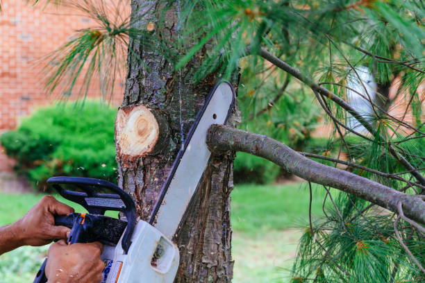 Best Tree Preservation Services  in Riner, VA
